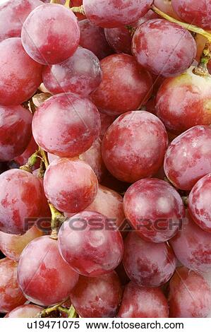 Grape View Large Photo Image Stock Photography - Grape. Fotosearch