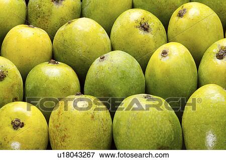 Green Mango View Large Photo Image Stock Photo - Green Mango. Fotosearch