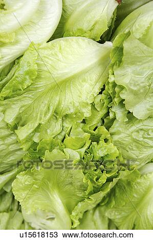 Stock Image - Lettuce. Fotosearch