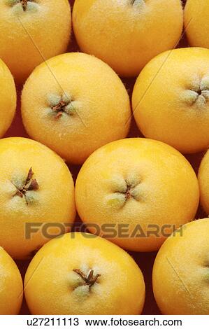 Stock Image - Loquat. Fotosearch
