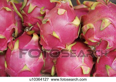 Stock Photo - Pitaya. Fotosearch