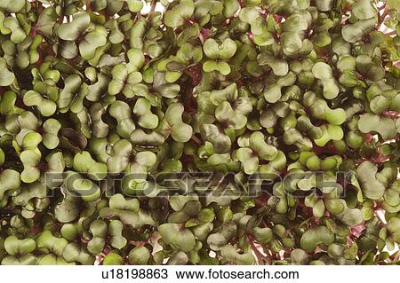 Stock Image - Purple cabbage. Fotosearch