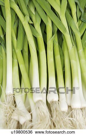Shallots View Large Photo Image Stock Photograph - Shallots. Fotosearch