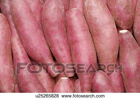 Sweet Potato View Large Photo Image Stock Photo - Sweet Potato. Fotosearch
