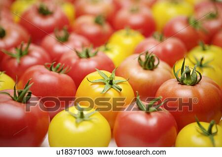 Tomato View Large Photo Image Stock Image - Tomato. Fotosearch