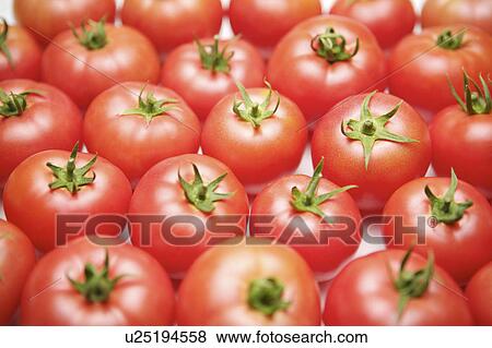 Stock Photo - Tomato. Fotosearch
