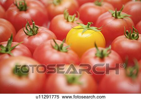 Tomato View Large Photo Image Stock Photography - Tomato. Fotosearch