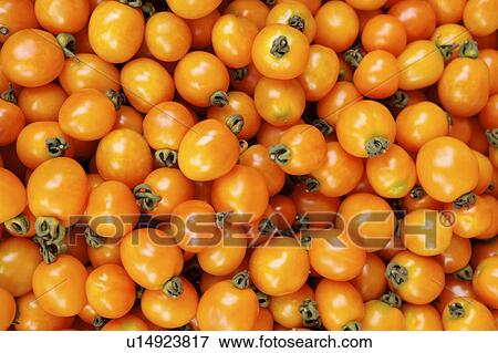 Tomatoes View Large Photo Image Stock Photo - Tomatoes. Fotosearch