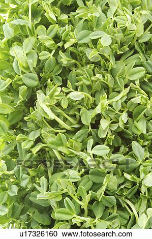 Stock Image - Vegetables. Fotosearch