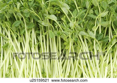 Stock Image - Vegetables. Fotosearch