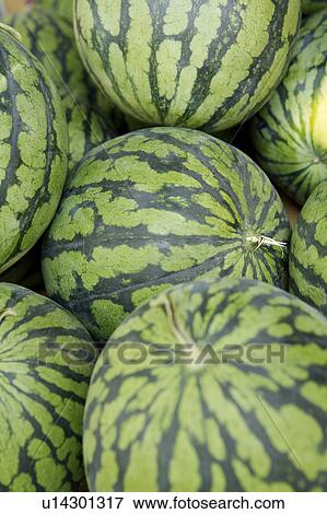 Stock Photo - Watermelon. Fotosearch