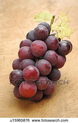 Stock Photograph - Grape. Fotosearch