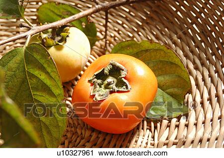 Persimmon View Large Photo Image Stock Image - Persimmon. Fotosearch