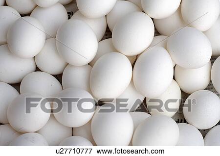 Stock Photo - Close-up of animal eggs. Fotosearch