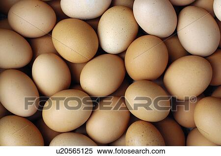 Stock Photography - Close-up of animal eggs. Fotosearch