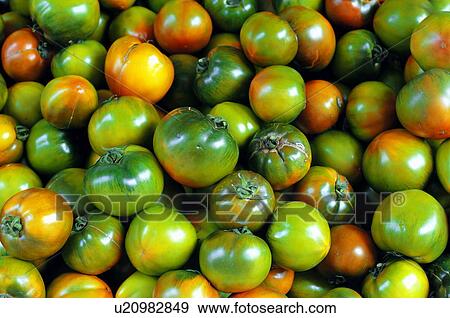 Stock Photo - Close-up of green tomatoes. Fotosearch