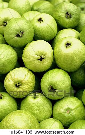 Close-up of guavas View Large Photo Image Stock Image - Close-up of guavas. Fotosearch