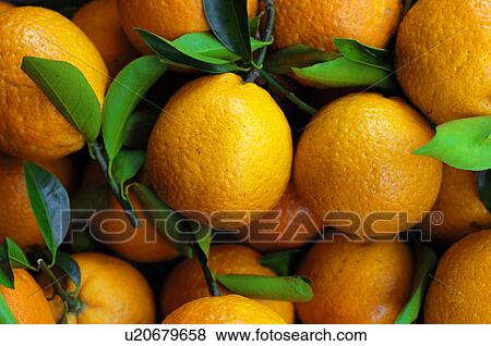 Close-up of oranges View Large Photo Image Stock Photo - Close-up of oranges. Fotosearch