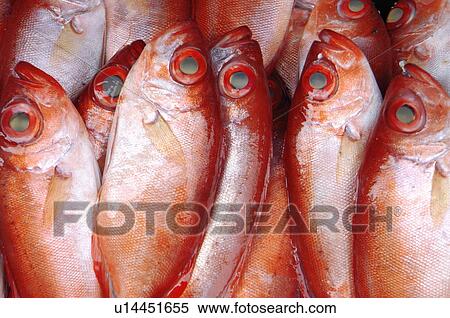 Stock Photography - Close-up of raw fish. Fotosearch
