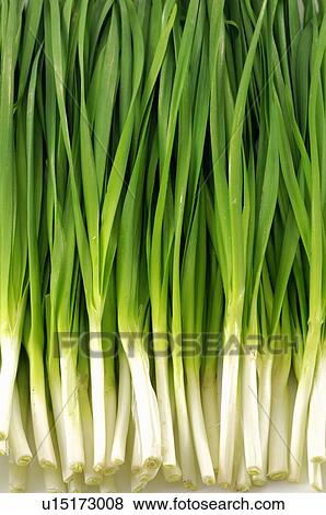 Close-up of spring onions View Large Photo Image Stock Photo - Close-up of spring onions. Fotosearch