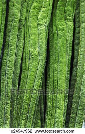 Stock Image - Close-up of zucchini. Fotosearch