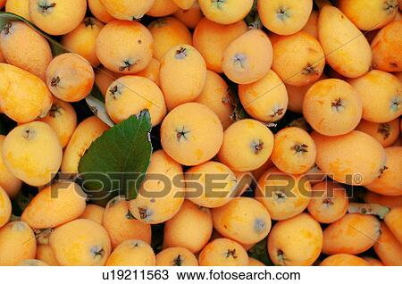 High angle view of loquats View Large Photo Image Stock Image - High angle view of loquats. Fotosearch