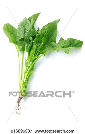 Close-up of arugula leaves View Large Photo Image Stock Photo - Close-up of arugula leaves. Fotosearch