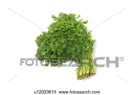 Stock Photography - Close-up of celery. Fotosearch