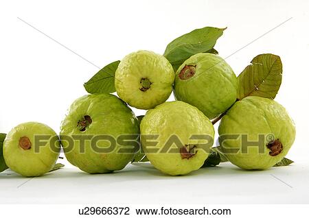 Close-up of guavas View Large Photo Image Stock Image - Close-up of guavas. Fotosearch