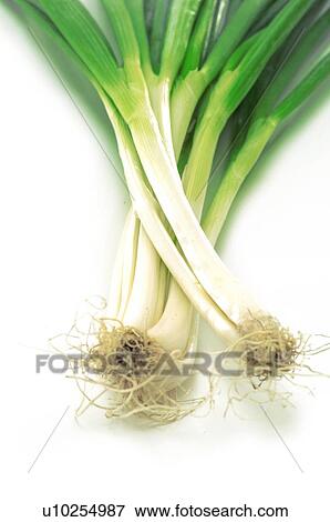 Close-up of leeks View Large Photo Image Stock Photo - Close-up of leeks. Fotosearch