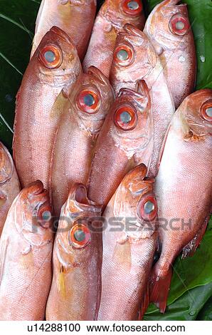 Close-up of raw fish View Large Photo Image Stock Image - Close-up of raw fish. Fotosearch