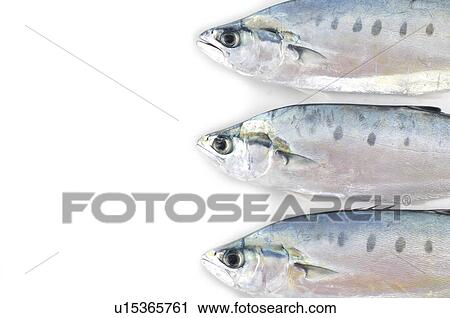 Close-up of raw fishes View Large Photo Image Stock Image - Close-up of raw fishes. Fotosearch