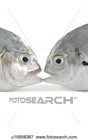 Stock Photo - Close-up of raw fishes. Fotosearch