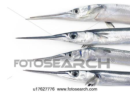 Stock Photograph - Close-up of raw fishes. Fotosearch