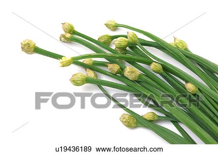 Stock Photo - Close-up of spring onions. Fotosearch