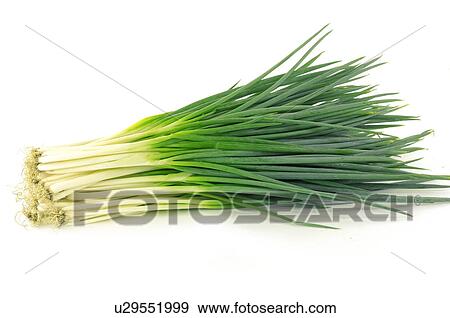 Close-up of spring onions View Large Photo Image Stock Photo - Close-up of spring onions. Fotosearch