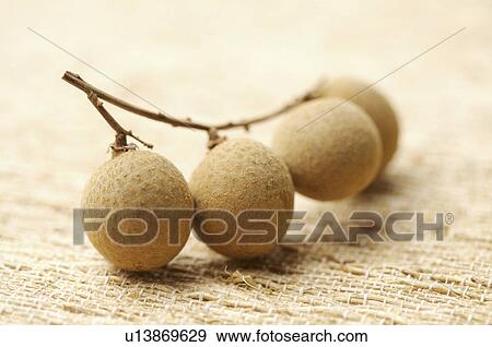 Longan, View Large Photo Image Stock Photo - Longan,. Fotosearch