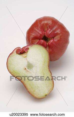 Water Apple, View Large Photo Image Stock Photography - Water Apple,. Fotosearch