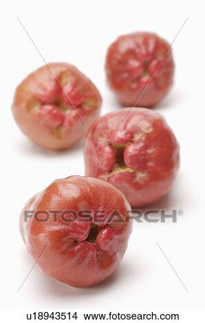 Picture - Water Apple, wax apple,. Fotosearch