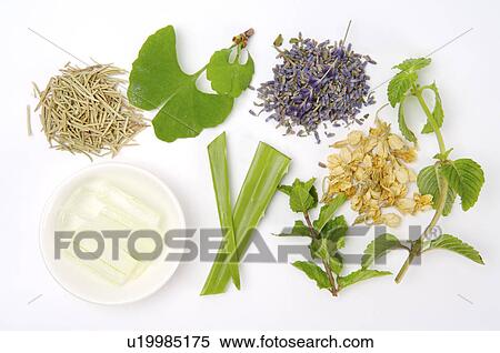 Stock Photography - Aloe, Ginkgo, Ginkgo Leaf, Mint, Rosemary, Lavender, Jasmine,. Fotosearch