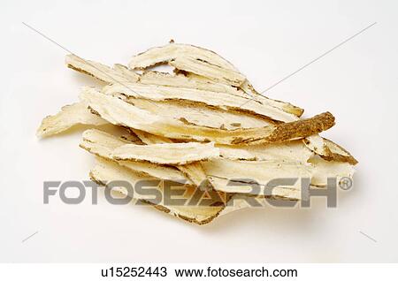 Stock Image - Angelica,. Fotosearch