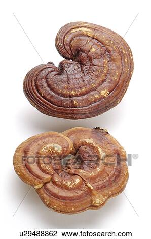 Ganoderma Lucidum, View Large Photo Image Stock Image - Ganoderma Lucidum,. Fotosearch