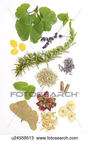 Ginkgo, Ginkgo Leaf, Ginkgo Nut, Mint, Rosemary, Lavender, Rose, Chrysanthemum, Jasmine, View Large Photo Image Stock Image - Ginkgo, Ginkgo Leaf, Ginkgo Nut, Mint, Rosemary, Lavender, Rose, Chrysanthemum, Jasmine,. Fotosearch
