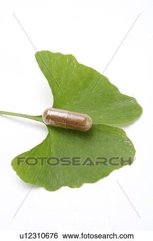 Stock Photograph - Ginkgo, Ginkgo Leaf,. Fotosearch
