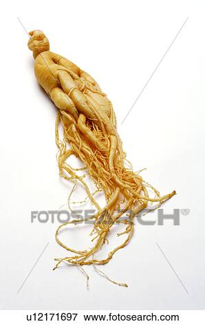 Ginseng, View Large Photo Image Stock Photo - Ginseng,. Fotosearch