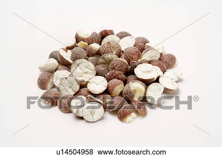 Gordon Euryale Seed, View Large Photo Image Stock Photo - Gordon Euryale Seed,. Fotosearch