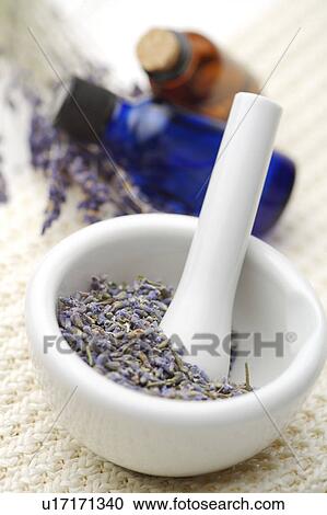 Stock Image - Lavender,. Fotosearch