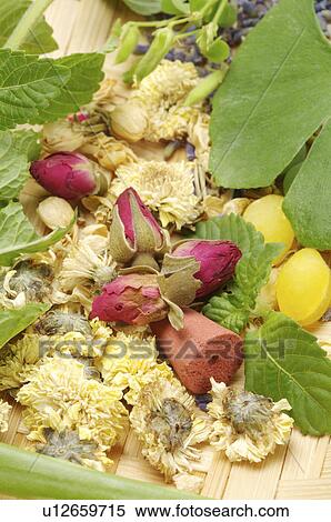 Stock Photography - Rose, Chrysanthemum, Ginkgo, Mint,. Fotosearch