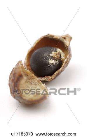 Soapberry, View Large Photo Image Stock Image - Soapberry,. Fotosearch