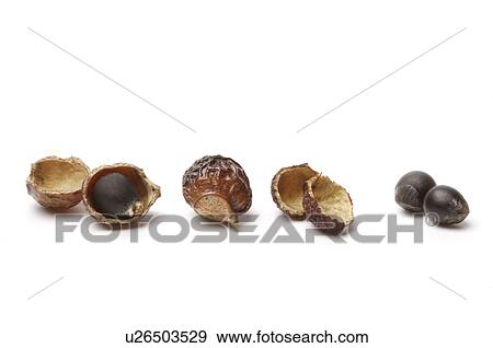 Soapberry, View Large Photo Image Stock Photo - Soapberry,. Fotosearch